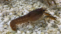 Feeder Crawfish