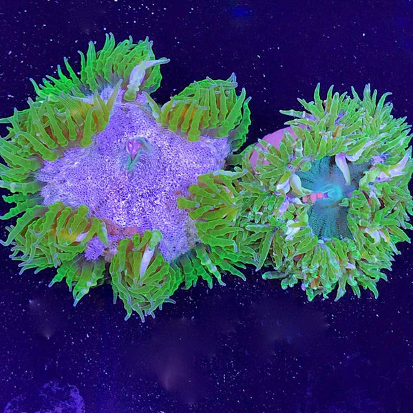 Super Green Flower Anemone