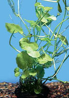 Brazilian Pennywort Potted