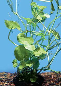 Brazilian Pennywort Potted