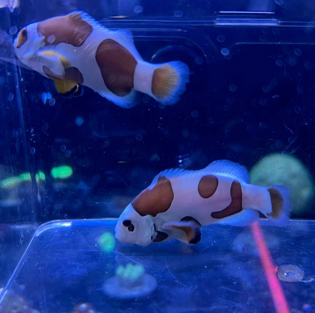 Picasso Storm Clownfish Pair
