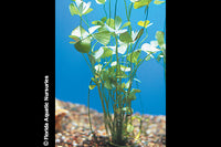 Four Leaf Clover Potted