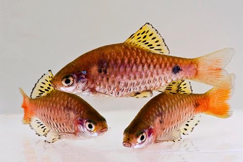 Odessa Barb