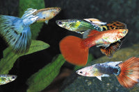 Assorted Delta Guppy ( Male)