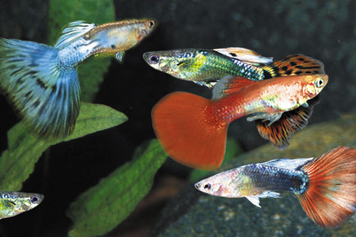 Assorted Delta Guppy ( Male)