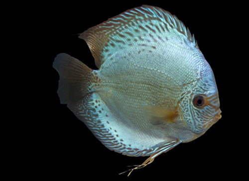 Cobalt Blue Discus