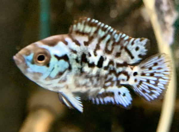 Electric Blue Jack Dempsey Cichlid