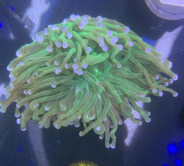 Long Tentacle Metallic Green Plate Coral