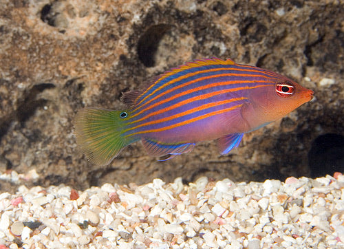 Six Line Wrasse