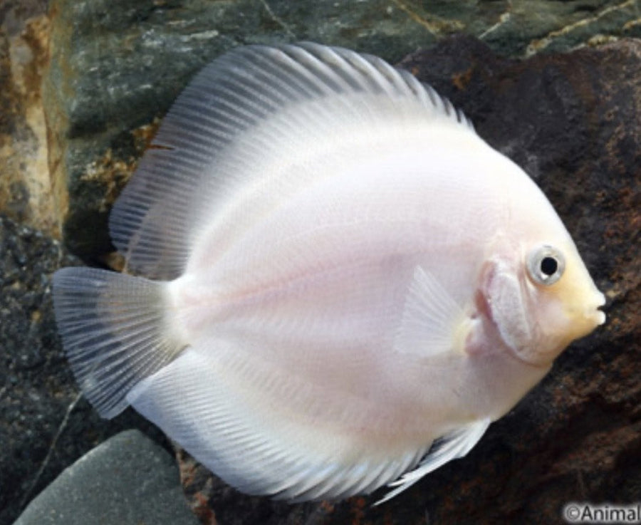 Snow White Discus · Reeflifeaquariums.com