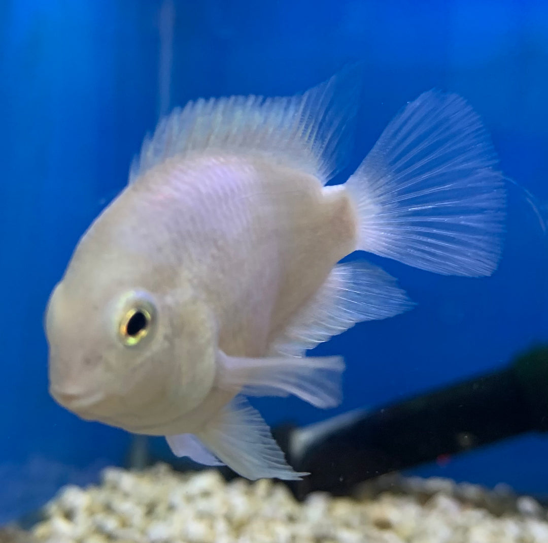 Snow White Parrot Cichlid – Reeflifeaquariums.com Snow White Parrot Cichlid – Reeflifeaquariums.com