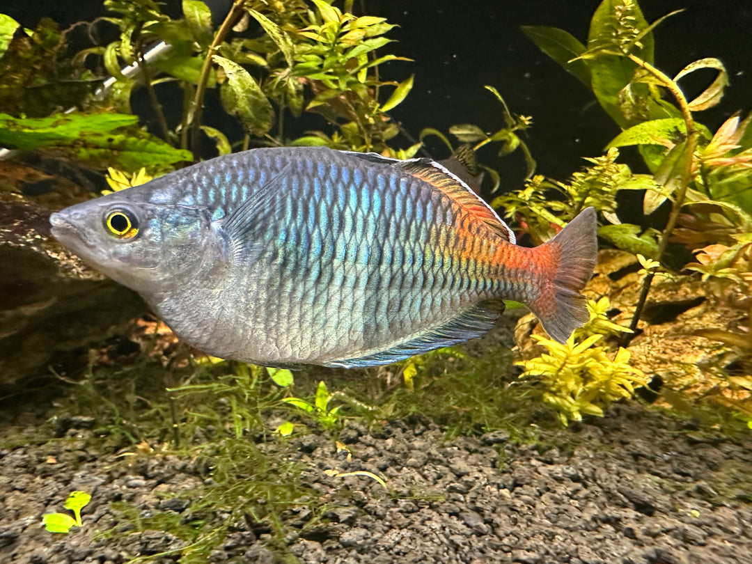 Boesemani Rainbow 3”-4"