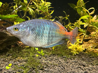 Boesemani Rainbow