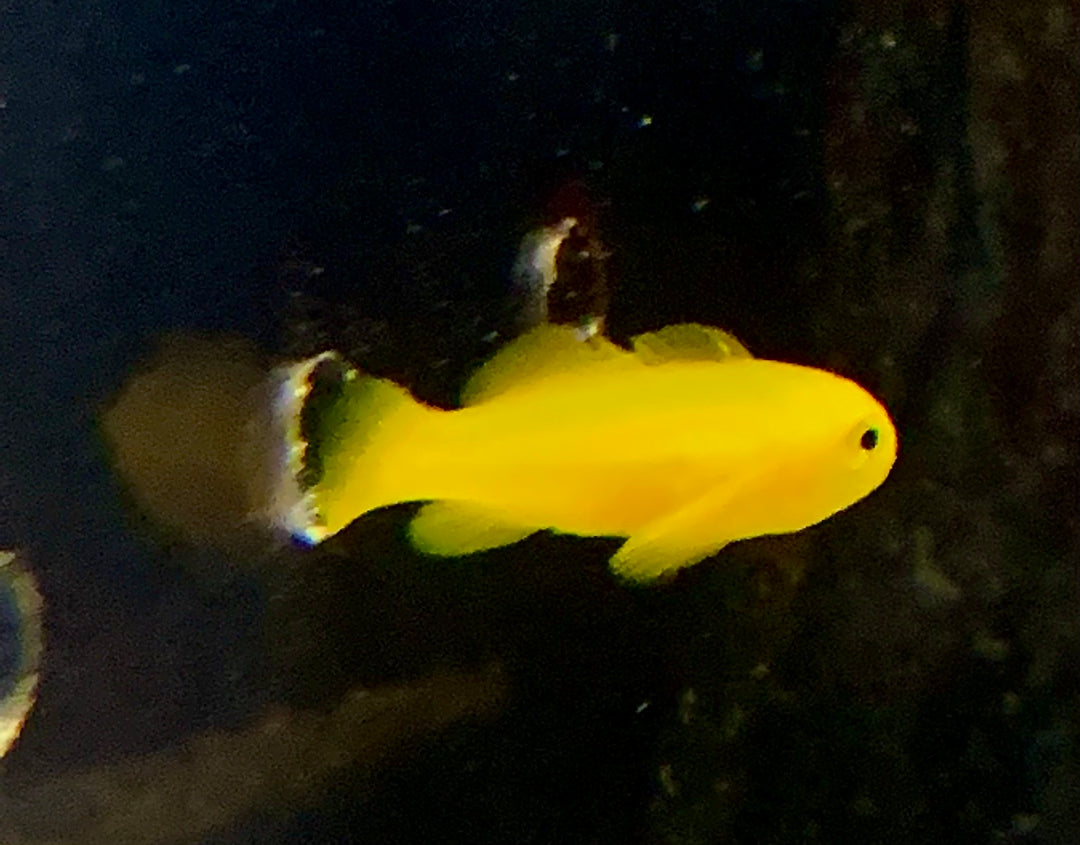 yellow clown goby