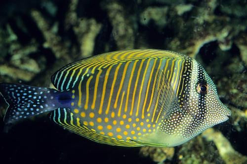 Desjardini Sailfin Tang