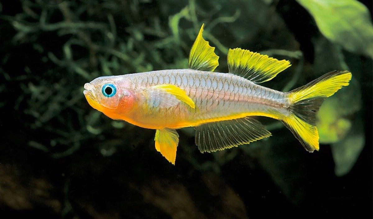 Furcata Rainbowfish