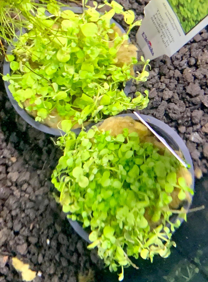 Micranthemum Tweediei Monte Carlo Potted