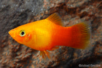 Sunburst Platy