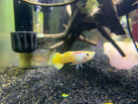 Yellow Micariffe Guppy Male