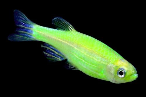 pregnant glofish