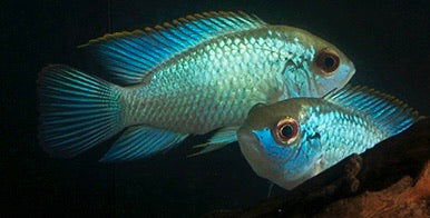 Electric Blue Acara