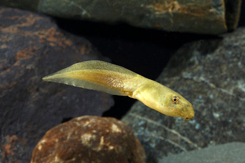 Tadpole (Bullfrog)