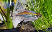 Congo Tetra