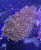 Clove Polyp