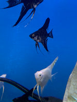 Assorted Angelfish