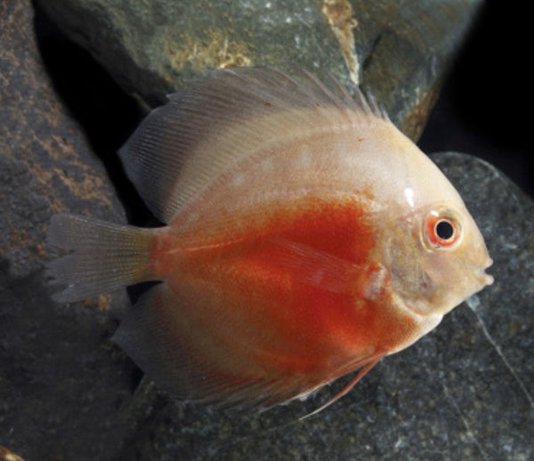 Red Marlboro Discus
