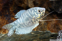 Opaline Gourami Male