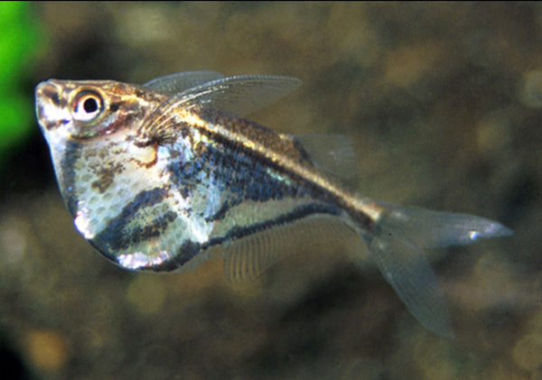 Marble Hatchetfish