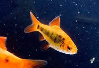 Gold Barb