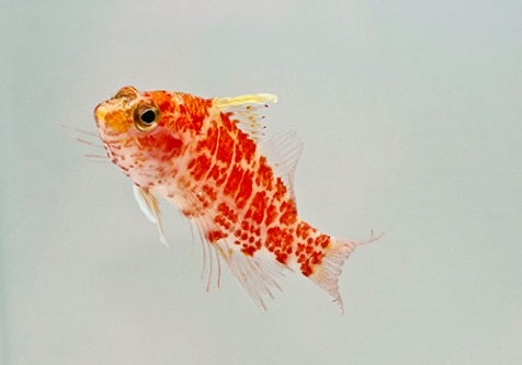 Geometric Hawkfish