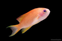 Lyretail Anthias (Female)