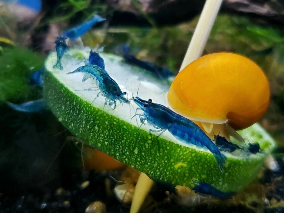 Blue Velvet Shrimp
