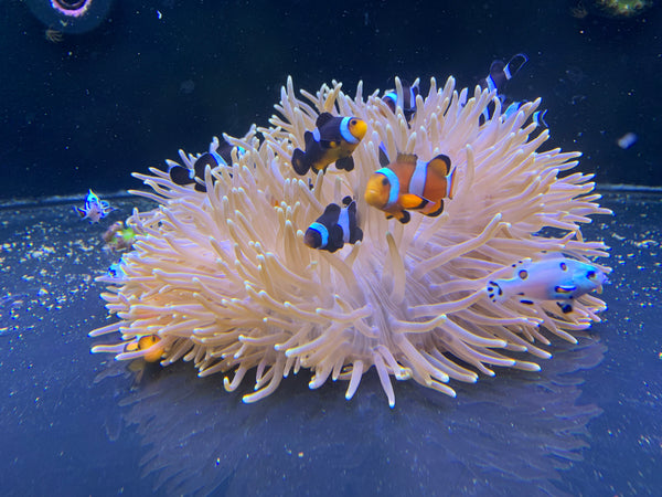 Magnificent Anemone “Ritteri”