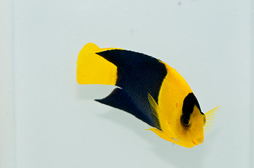 Bicolor Angelfish
