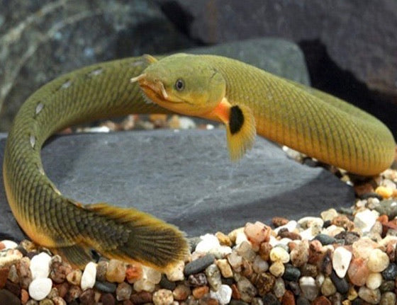 Rope Fish (Special Order)