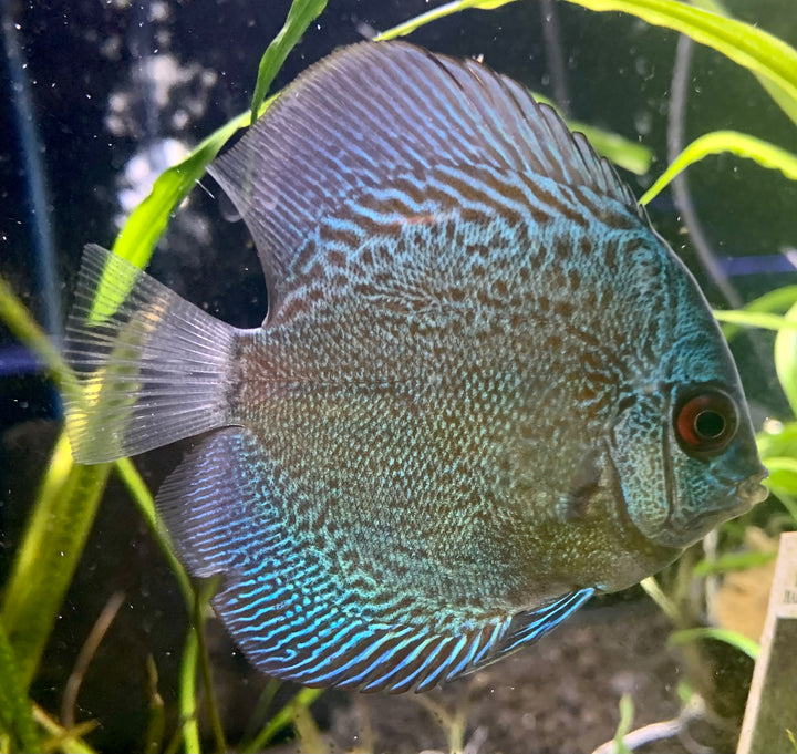 Blue Checkerboard Discus