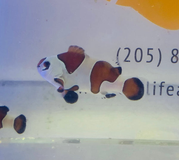 Mocha Storm Clownfish