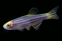 GloFish Danio
