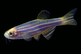 GloFish Danio