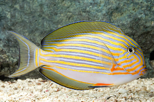 Clown Lineatus Tang 2.5 - 3"
