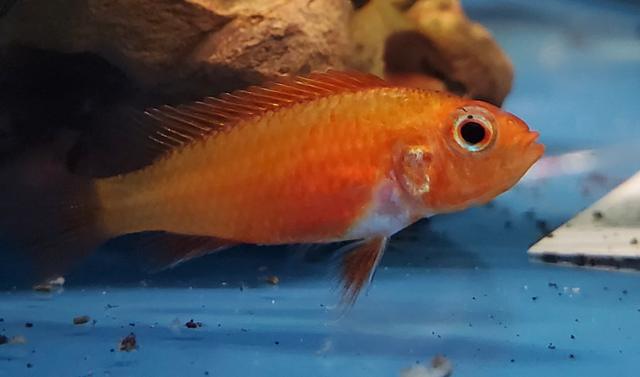Orange Fire Agassizi Apistogramma