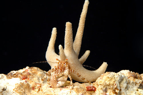 Staghorn Hermit Crab EXPERT ONLY