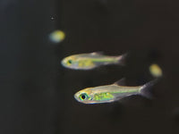 Green Kubotai Rasbora