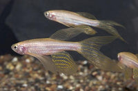 Longfin Gold Zebra Danio