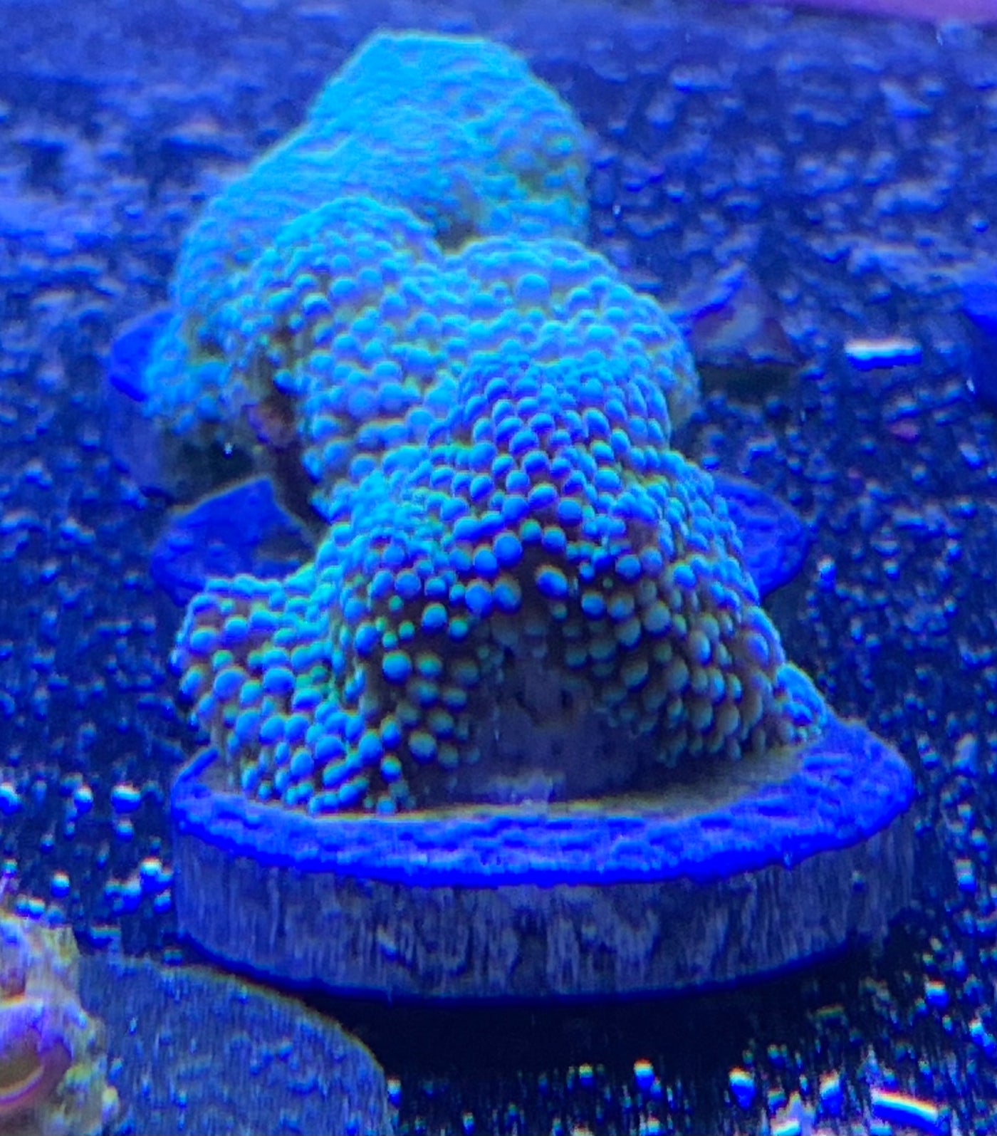 Green Ricordea Mushroom