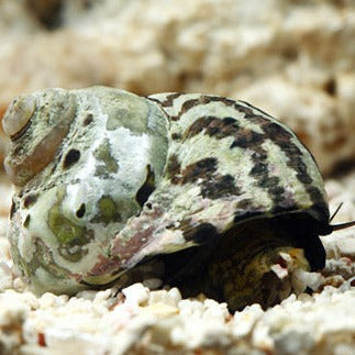 Zebra Turbo Snail